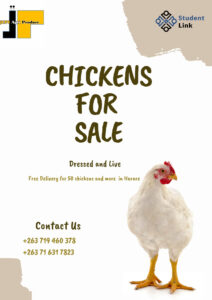 chickens flyer